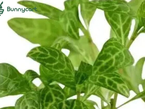 Create a Serene Aquarium with Floating Plants at Home