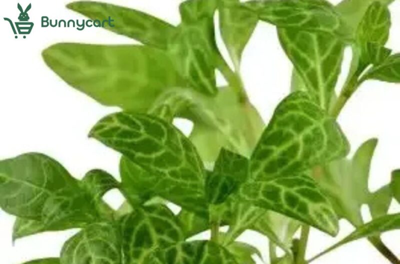 Create a Serene Aquarium with Floating Plants at Home