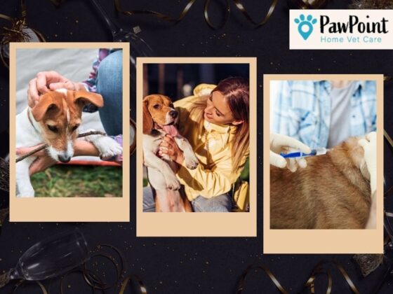 Compassionate In-Home End-of-Life Care for Pets in Calgary