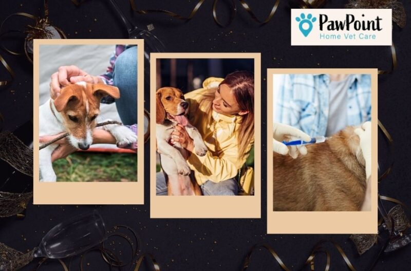 Compassionate In-Home End-of-Life Care for Pets in Calgary
