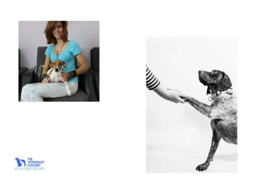 Top Veterinary Care in Doha: Trusted Experts for Your Pet