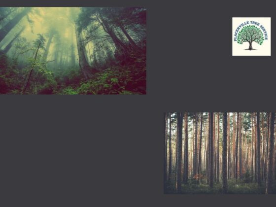 Professional tree care near Placerville, CA
