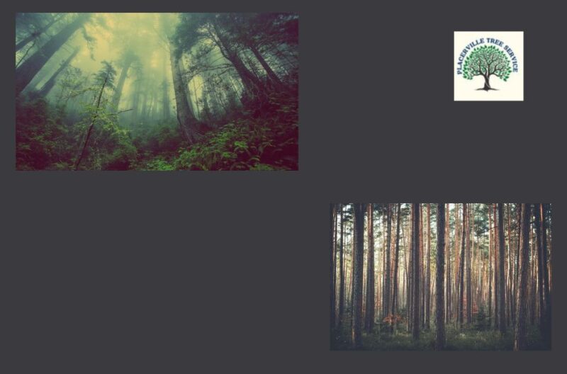 Professional tree care near Placerville, CA