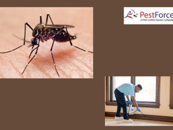 Effective Spider Control in Calgary for Homes and Businesses