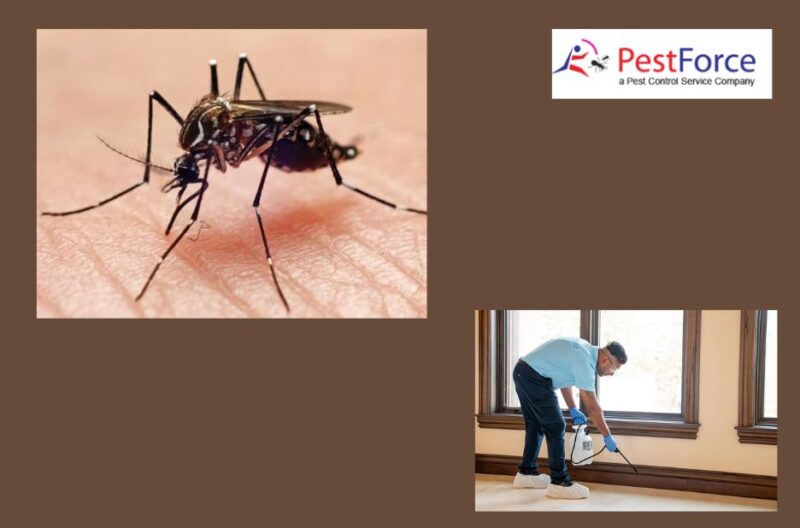Effective Spider Control in Calgary for Homes and Businesses